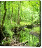 A Green Spring View In The Forest Acrylic Print