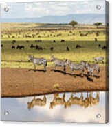 A Group Of Plains Zebra Reflected In A Water Hole In The Masai Mara, Kenya Acrylic Print