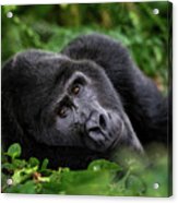 A Large Silverback Mountain Gorilla, Gorilla Beringei Beringei, Lies In The Undergrowth Of The Bwindi Impenetrable Forest, Uganda. Acrylic Print