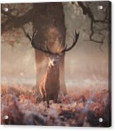 A Large Stag In An Autumn Forest. Acrylic Print