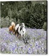 A Lupine Adventure - Horse Art Acrylic Print