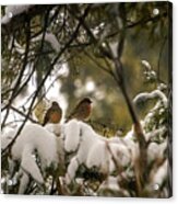 A Magical Winter Afternoon Acrylic Print