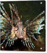 A Magnificent Lionfish From Its Most Beautiful Side - Acrylic Print