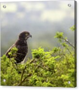 A Martial Eagle, Polemaetus Bellicosus, Perched In A Tree In Queen Elizabeth National Park, Uganda. This Large Eagle Is Now An Endangered Species. Acrylic Print