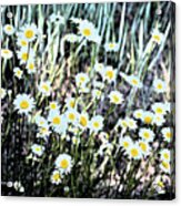 A New Cluster Of Daisies Acrylic Print