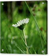 A One Daisy In The Middle Of Grassland. View Is From Down Heading Up. Springtime And Summer Come To Our Lands Acrylic Print
