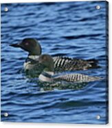 A Pair Of Loons Acrylic Print