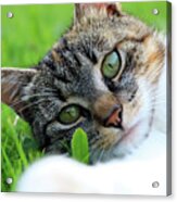 A Part Of Body Of Domestic Cat Lying In Grass And Looking On Camera In Right Moment Acrylic Print