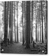 A Path Through The Old Growth Black And White Acrylic Print