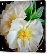 A Plate Full Of Peonies Acrylic Print