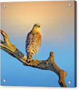 A Red Shouldered Hawk At Sunset Acrylic Print