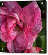 A Rose In The Morning Acrylic Print