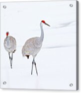 A Sandhill Crane Couple Walking In Snow Acrylic Print