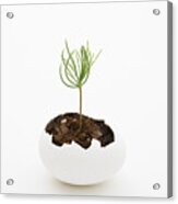 A Seedling Growing From An Eggshell Acrylic Print