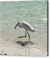 A Snowy Egret Feeds On A Shrimp Along Wiggins Pass At Barefoot B Acrylic Print