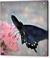 A Soft Caress Acrylic Print