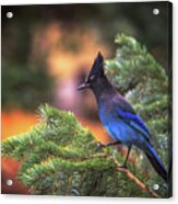 A Stellar Moment From A Steller's Jay Acrylic Print