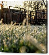 A Stem Of Grass With Sunrise. A Wonderful Story Of Beauty Acrylic Print