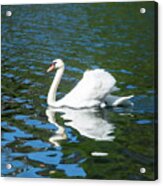 A Swan In A Lake Acrylic Print