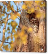 A Tawny Owl Sleeping In A Tree. Acrylic Print