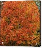 A Tinge Of Red Fall Tree Acrylic Print