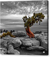 A Tree With Character Acrylic Print