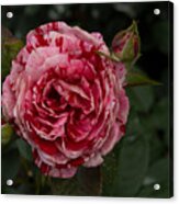 A Variegated Pink And Red Rose Acrylic Print