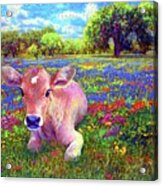 A  Very Content Cow Acrylic Print
