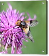 A Volucella Pellucens Pollinating Red Clover Acrylic Print