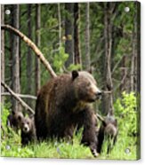 A Walk Through The Forest - Grizzly 399 And Her Four Cubs Acrylic Print