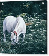 A White Horse Grazes On A Meadow Ii Acrylic Print