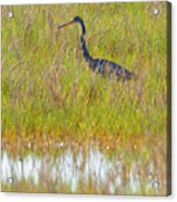 A Youngster Out In The Grasslands Acrylic Print