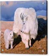 Above The Clouds. Mother And Kid - A Young Rocky Mountain Goat Stands Inquisitively Next To Its Mom. Acrylic Print