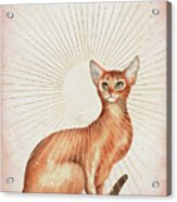 Abyssinian Cat Acrylic Print