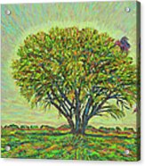 Acacia Tree In Bloom Acrylic Print