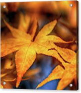 Acer In Autumn Acrylic Print