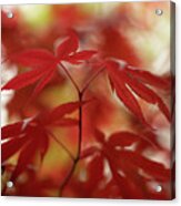 Acer Leaves Acrylic Print