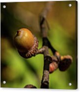 Acorn Season Acrylic Print