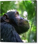 Adult Chimpanzee, Pan Troglodytes, Side Profile In Sunlight.  In Acrylic Print