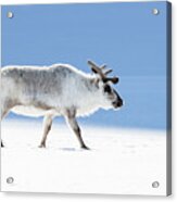 Adult Reindeer, Side Profile, Svalbard Acrylic Print