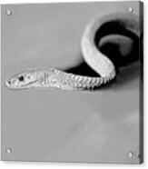 African Black Mamba Snake Acrylic Print