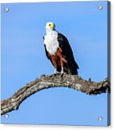 African Eagle Acrylic Print