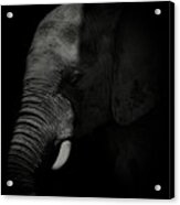 African Elephant #3 Acrylic Print