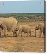 African Elephant Family In A Row In South Africa Acrylic Print