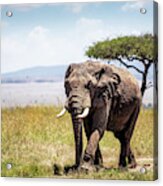African Elephant In Kenya Acrylic Print