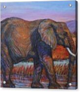 African Elephant Acrylic Print