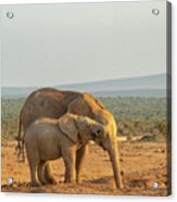 African Elephants, Mother And Son ,  Drinking At Sunset Acrylic Print