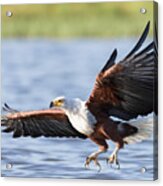 African Fish Eagle With Talons Extended Acrylic Print