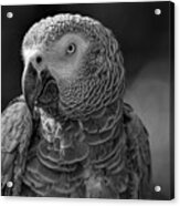 African Grey Parrot In Black And White Acrylic Print