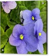 African Violet Acrylic Print